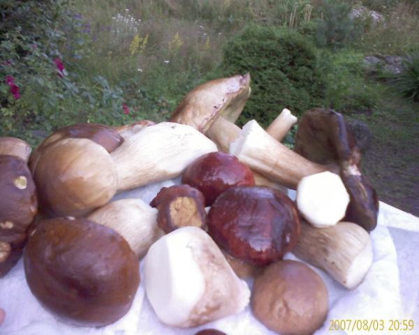 Country_House_Porcini2.jpg