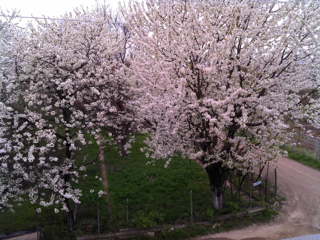 IMG_20130410_182117.jpg